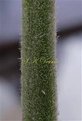  Stem